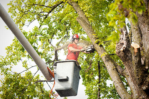 Brookings, OR Tree Services Company